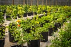 Movimento pró-cannabis medicinal cobra regulamentação de lei já aprovada em SC