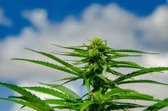 Livro revela o poder terapêutico da cannabis e reforça Portugal como polo global do setor