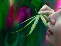 What happens when marijuana and psychedelics are used together?