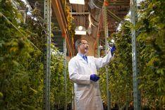 Novo centro de pesquisa quer descomplicar estudos com cannabis nos EUA