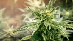 2026 reserva avanços legislativos cruciais para a cannabis medicinal no Brasil