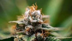 CIOSP debate avanço das terapias canabinoides na odontologia após atualização da Anvisa