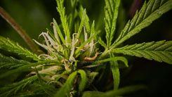 Frente Parlamentar da Alesp debate uso da cannabis na medicina veterinária