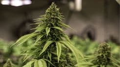 43º CIOSP debate o futuro das terapias canabinoides na Odontologia