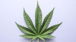 Teresópolis recebe Fórum de Sensibilização sobre Cannabis Medicinal para profissionais da saúde