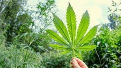 New technique uses light to predict cannabinoid content weeks before harvest