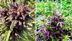 Cannabis sem THC nem CBD: genética americana chega ao Brasil com foco em CBG