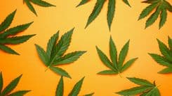 Pesquisadores da África do Sul encontram compostos raros com alto potencial farmacêutico em  Folhas de cannabis