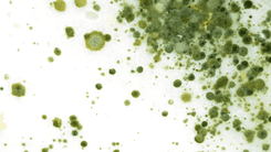 Fungo da cannabis revela potencial antibacteriano e antioxidante