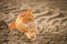  Areia feita de cânhamo para gatos é até 5 vezes mais absorvente que a de argilas 