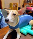 Puppy diagnosed with distemper comes out of vegetative state and starts walking again with cannabis treatment