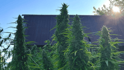 Indústria da cannabis se reúne em Nova York para discutir o futuro do setor