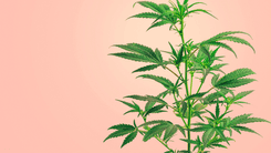 Como o marketing da cannabis está se reinventando para criar conexões reais