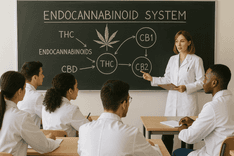 Brasil bate recorde de médicos, mas adesão à cannabis medicinal ainda enfrenta resistência