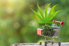 Farmácias: Cannabis cresce cinco vezes mais que outros medicamentos prescritos
