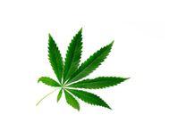 Cannabis medicinal se destaca em pesquisas e regulamentações no mercado internacional 
