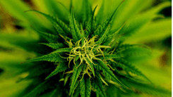 Spray de cannabis leva alívio para quem convive com rigidez muscular crônica