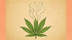 Estudo revela por que variedades de maconha têm cheiros distintos