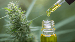Famílias de Betim podem receber cannabis medicinal pelo SUS 