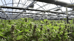  Juiz autoriza paciente de Chapecó a cultivar 279 pés de cannabis para uso medicinal