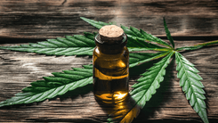 International research demands more scientific rigor in the use of medical cannabis