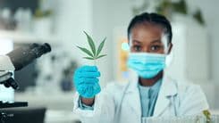 Como interpretar pesquisas sobre cannabis e separar a ciência da especulação