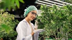 Paradoxo nas pesquisas sobre cannabis: volume acadêmico x evidência clínica