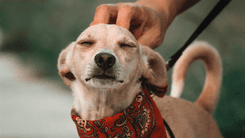 Deusa Cast #38: como a cannabis pode transformar a saúde dos seus animais