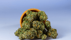 Austrália processa empresas por publicidade ilegal de cannabis medicinal