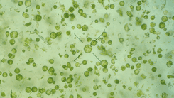 Regeneração parcial da Cannabis via protoplastos marca novo avanço na biotecnologia vegetal