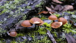 Resistant Depression: Psychedelics Gain Ground in Audience in the US