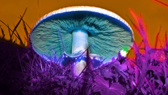 Uso de microdosagem de psicodélicos cresce e atinge milhões de adultos nos EUA