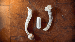 EUA aumentam produção legal de psilocibina e DMT para estudos médicos em 2026