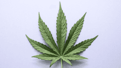 Cannabis, justiça e saúde: uma roda de conversa necessária para quem não pode mais esperar
