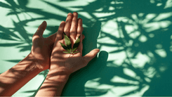 Paciente recebe permissão para plantar cannabis e tratar ansiedade