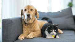 Raízes da mudança: a pesquisa que une cannabis, bem-estar animal e sustentabilidade na serra gaúcha