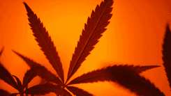 Estudo propõe unidades de THC para medir quando o consumo de cannabis se torna excessivo