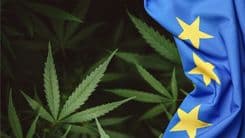 Aurora Cannabis obtém direitos exclusivos sobre duas variedades de cannabis na União Europeia