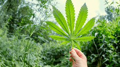 University in Foz do Iguaçu seeks volunteers for research with psychedelics