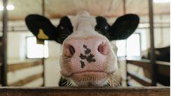 Estudo nos EUA confirma: leite de vacas alimentadas com cânhamo não contém THC