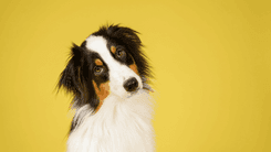 Sem óleo de cannabis específico para pets; óleos de uva e de abacate são opções mais seguras 