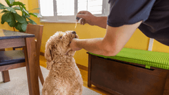 Um olhar sobre as doenças de pets tratáveis com cannabis