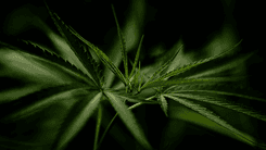 Have you heard of Delta 11 THC?