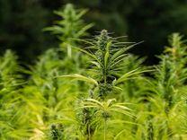 Cânhamo e Cannabis: entenda a diferença entre genética e legislação