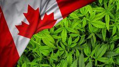 Vendas de cannabis no Canadá crescem 5,7% em abril, aponta Statistics Canada