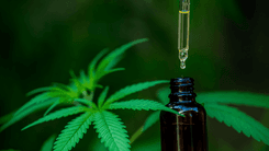 Conad recomenda regulamentação urgente da cannabis medicinal