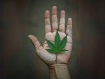 A colcha de retalhos da regulamentação da cannabis no Brasil: 10 anos de avanços e desafios