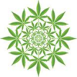 ¿Puede el cannabis inducir un estado psicodélico? Descubre lo que descubrieron los investigadores