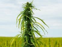 Estado norte-americano rechaza propuesta de aumento del límite de THC para cáñamo