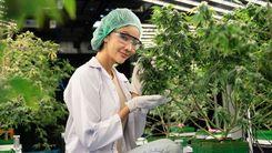 Unicamp, UFABC e ABECMed firmam parceria para fortalecer pesquisas em cannabis medicinal